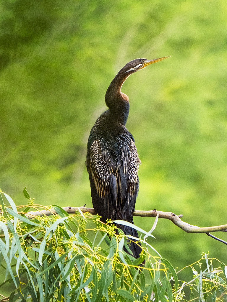 Eric Singleton Bird Sanctuary by Paul Amyes on 500px.com
