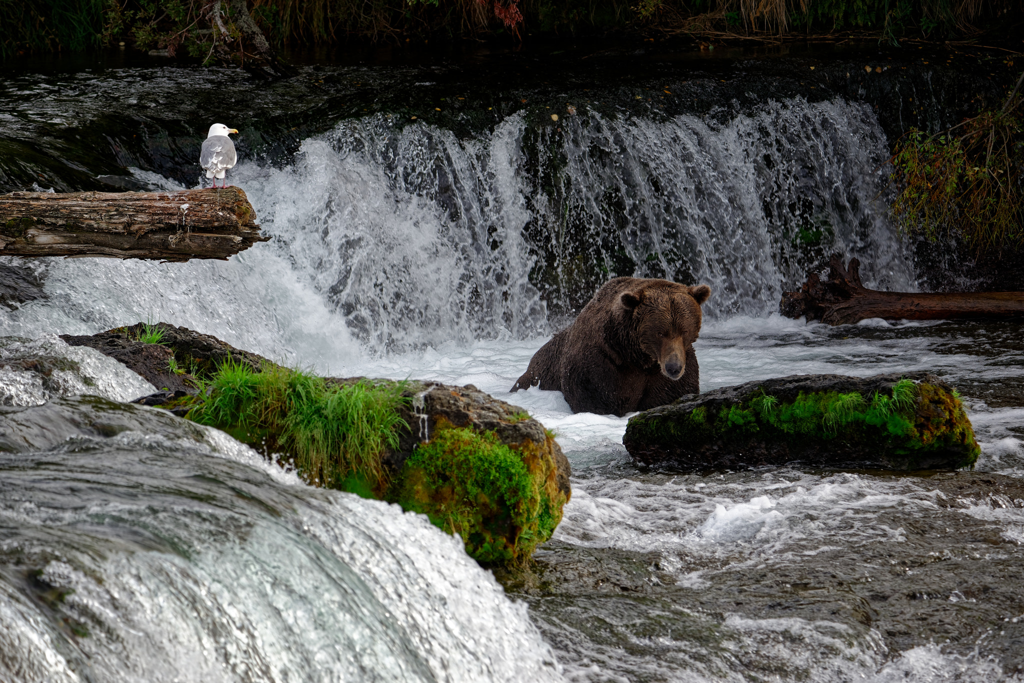 A Search for Salmon at Brooks Falls