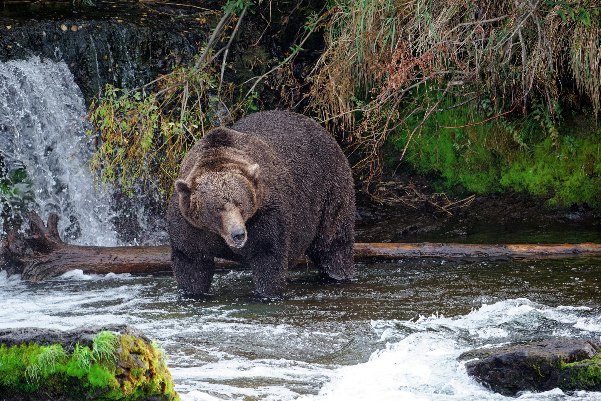 I Do Believe This Bear Has Eaten Quite a Bit of Salmon!
