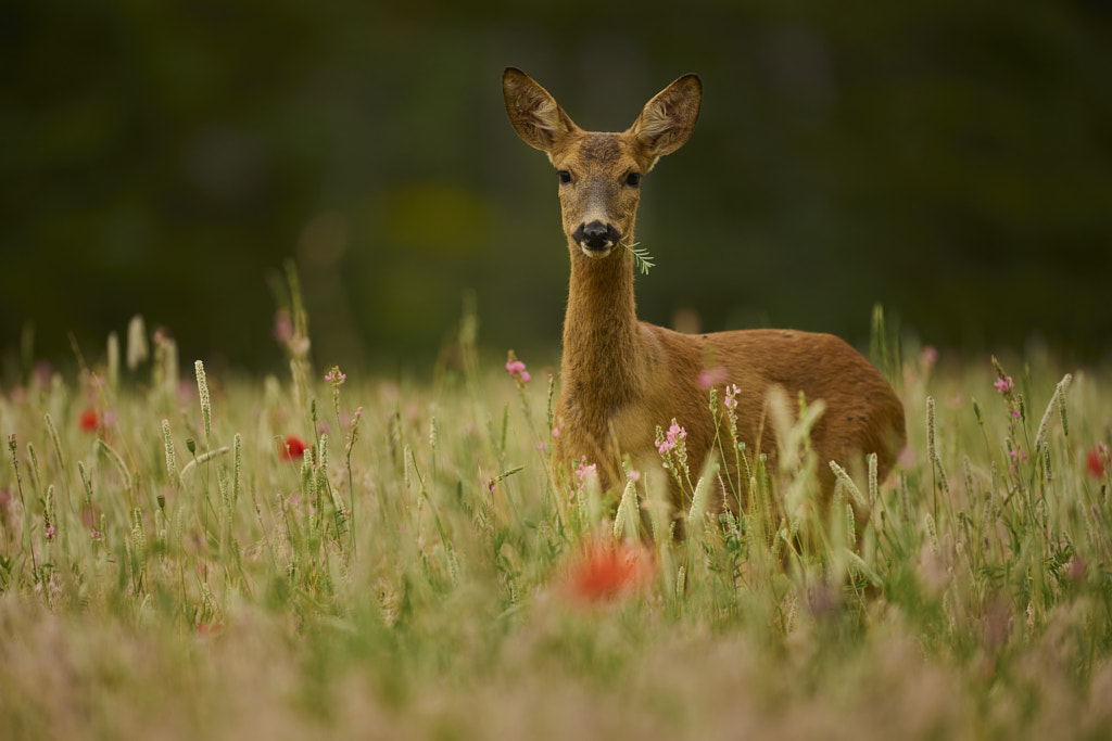 Roe Deer by Cédric Champetier on 500px.com
