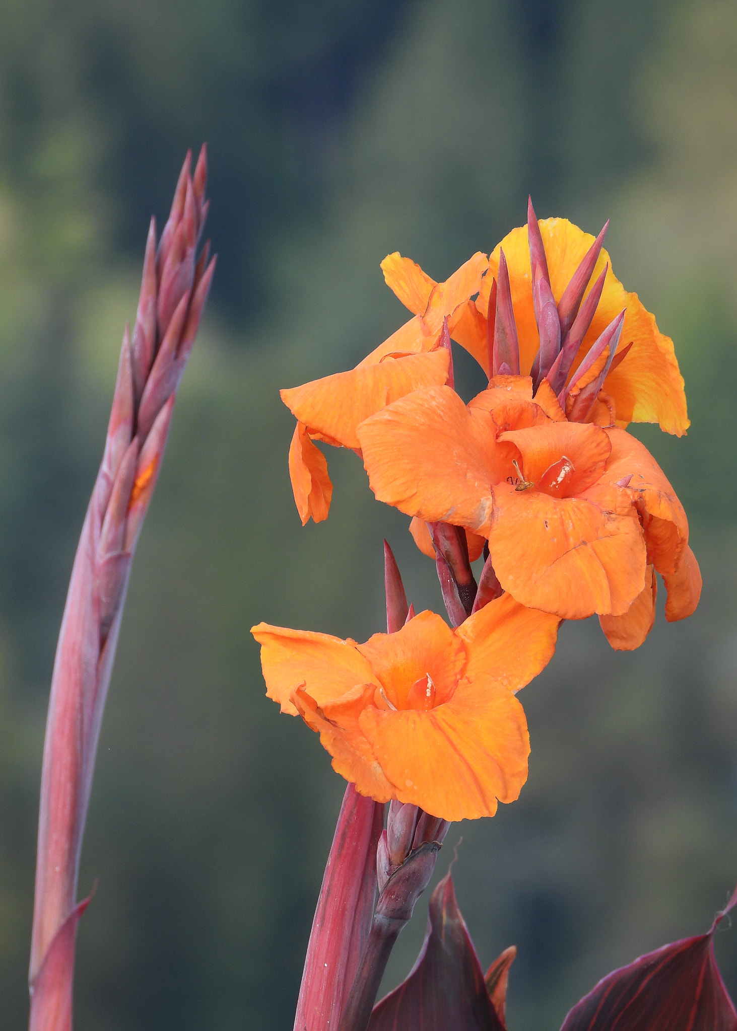 Orange Canna Lily flower and the bud ART