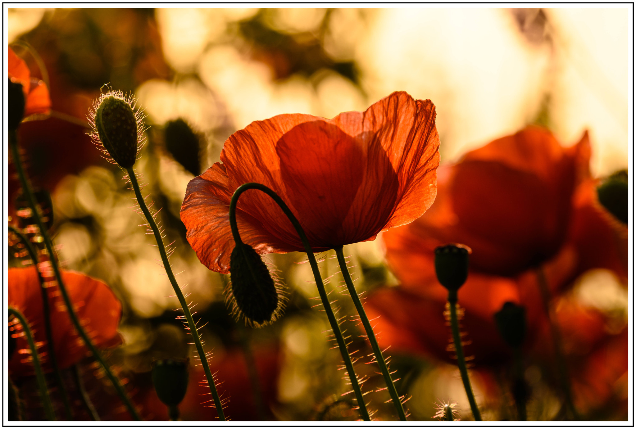 Poppy at sunset