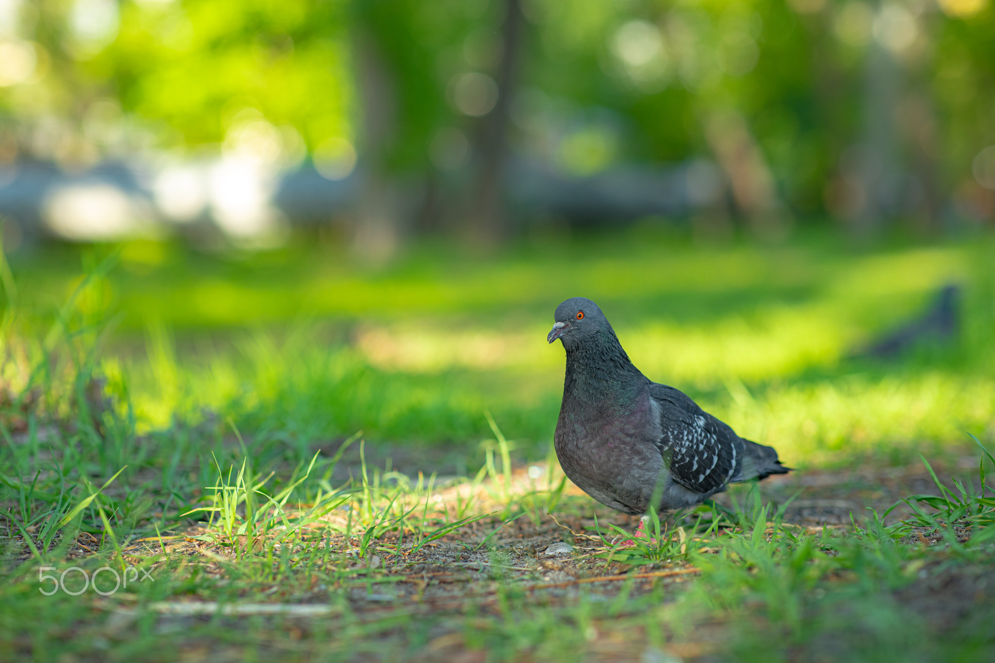 A bird standing on a lush green field