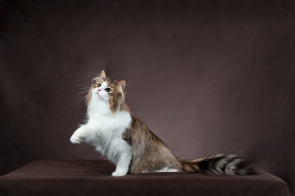 Norwegian forest cat by jusin95 on 500px.com