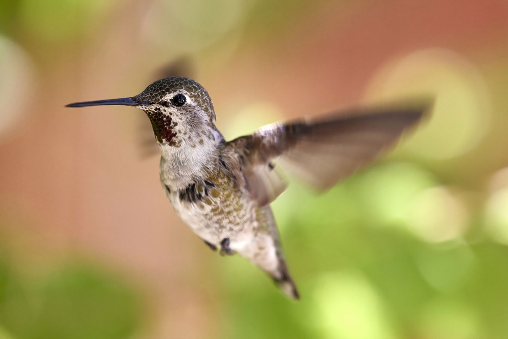 Hummingbird_1 by Anselm Grundhöfer on 500px.com