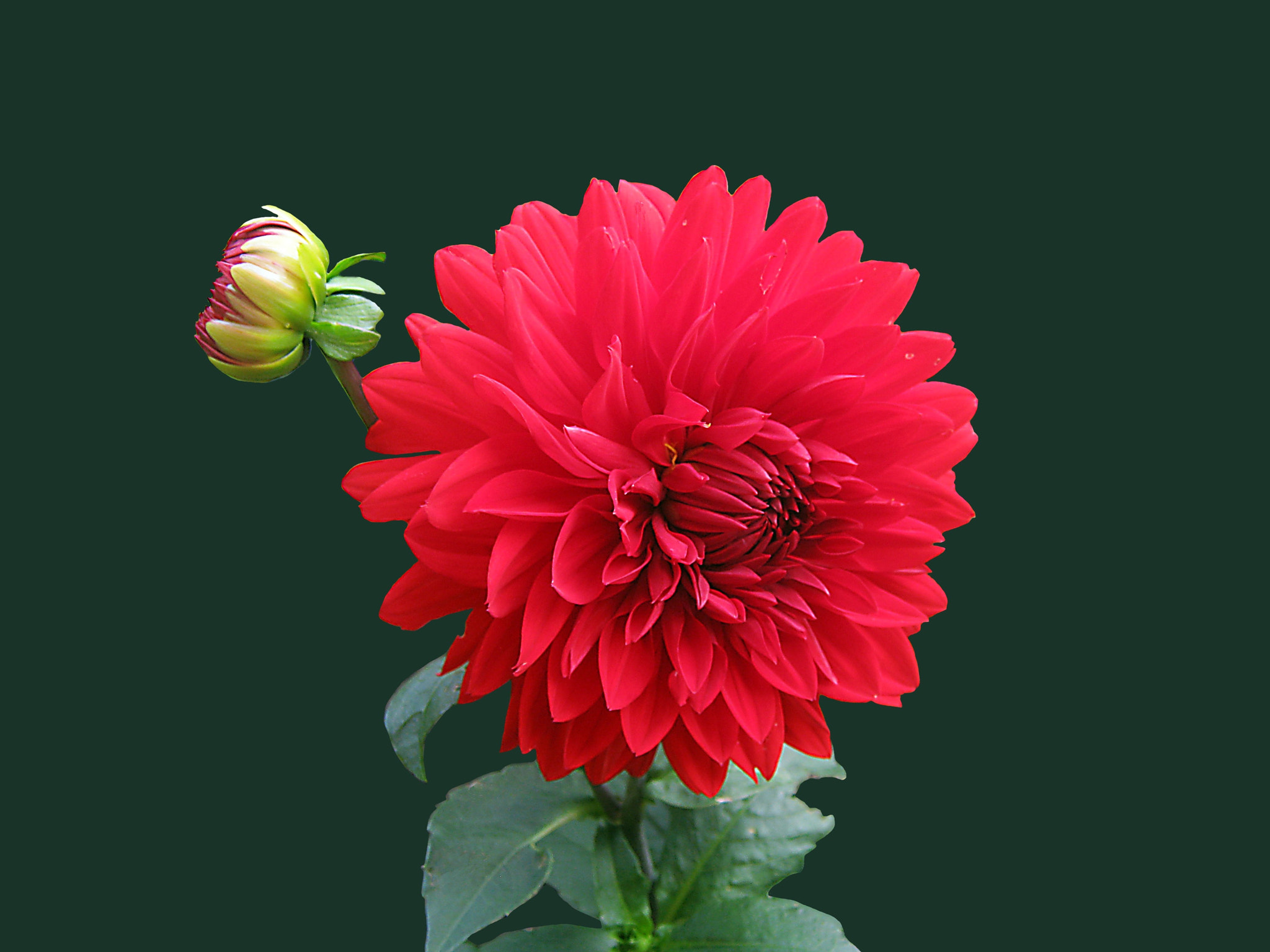 Red flower