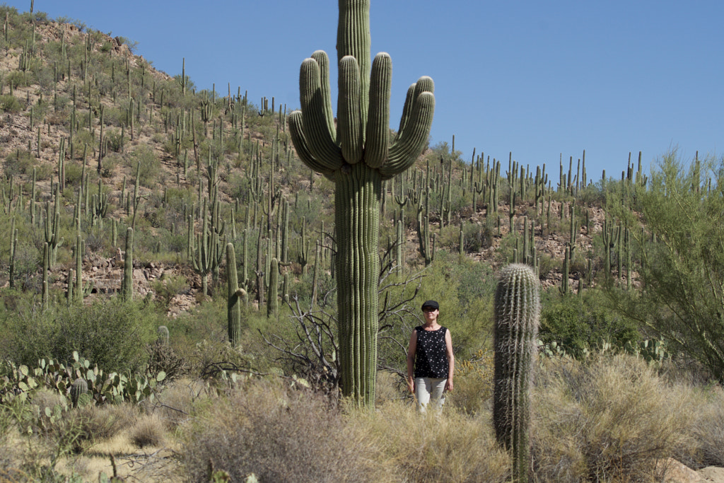 Saguaro n.p Arizona by edvards on 500px.com