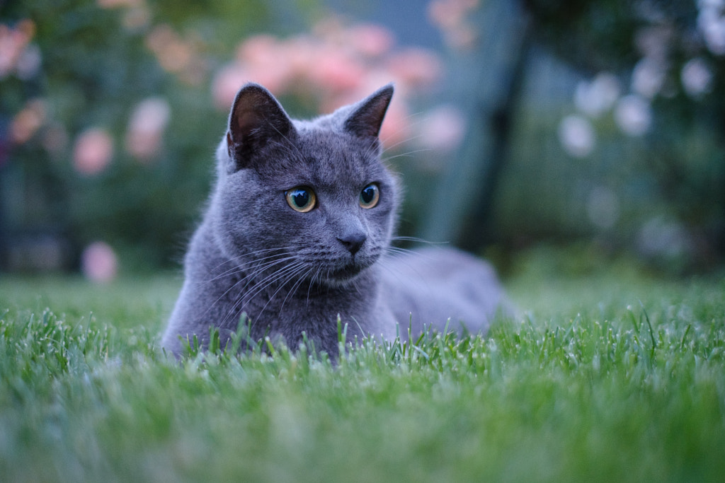 Chartreux 14 Rarest Cat Breeds in the World!