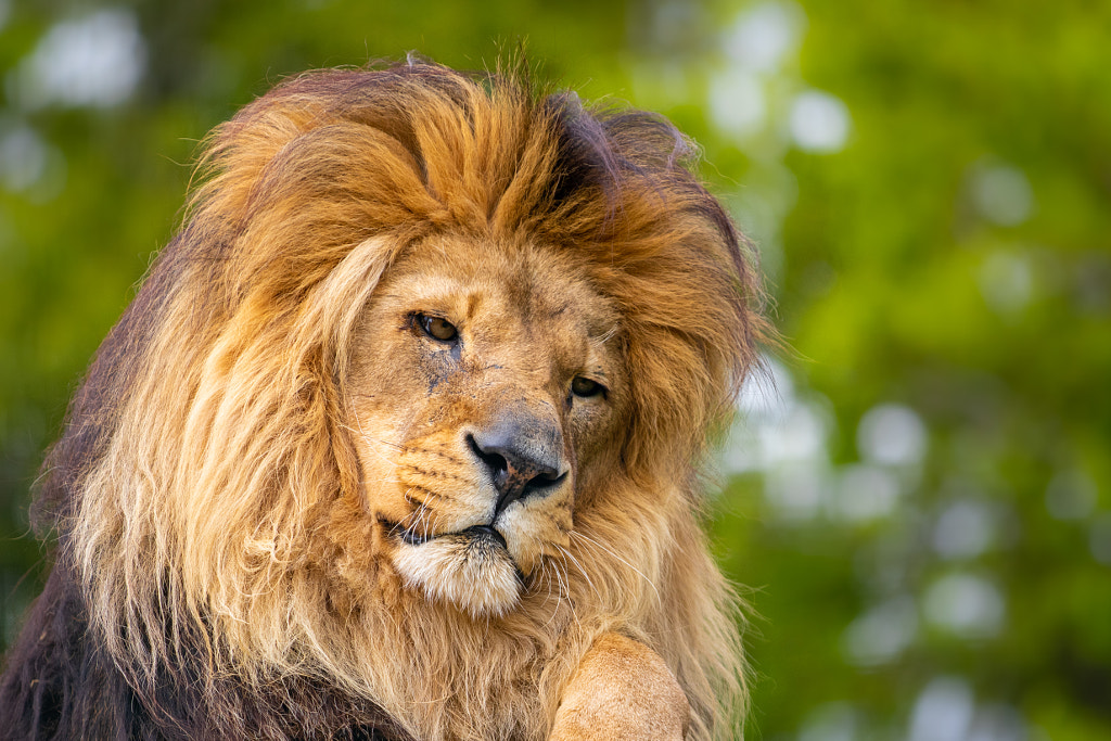 Sleepy Lion by Sahl Rowther on 500px.com