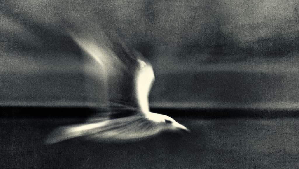 Seagull by Ricard Pardo [noxeus] on 500px.com