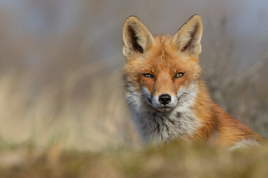 Focus by Yvonne vd Meij on 500px.com