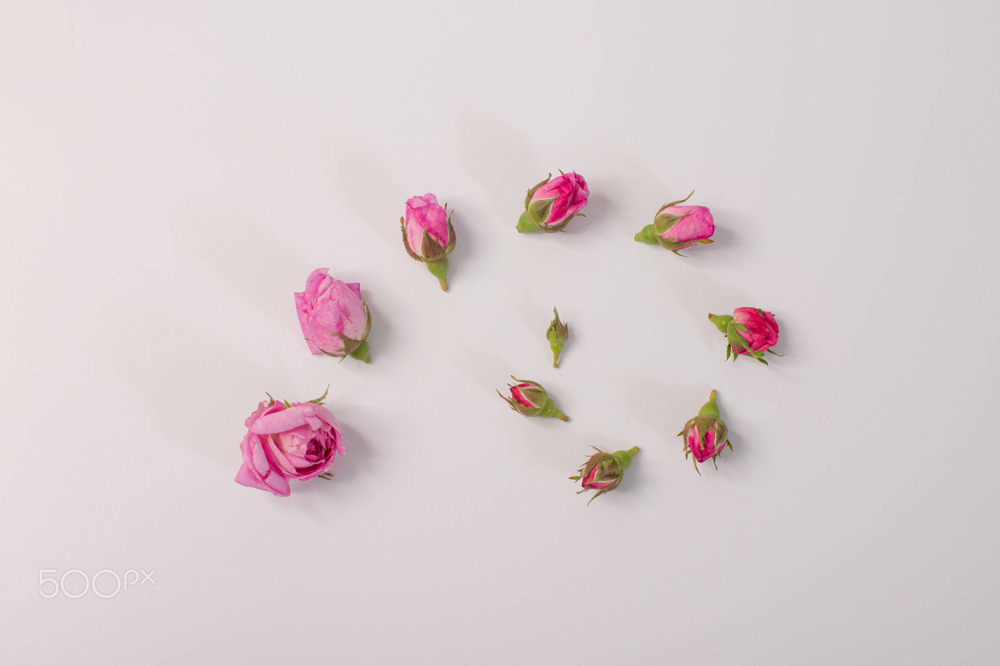 a group of rosebuds lie next to each other according to the degree of