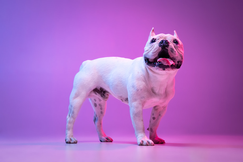 Portrait of purebred dog bulldog posing isolated over studio by Volodymyr Melnyk on 500px.com