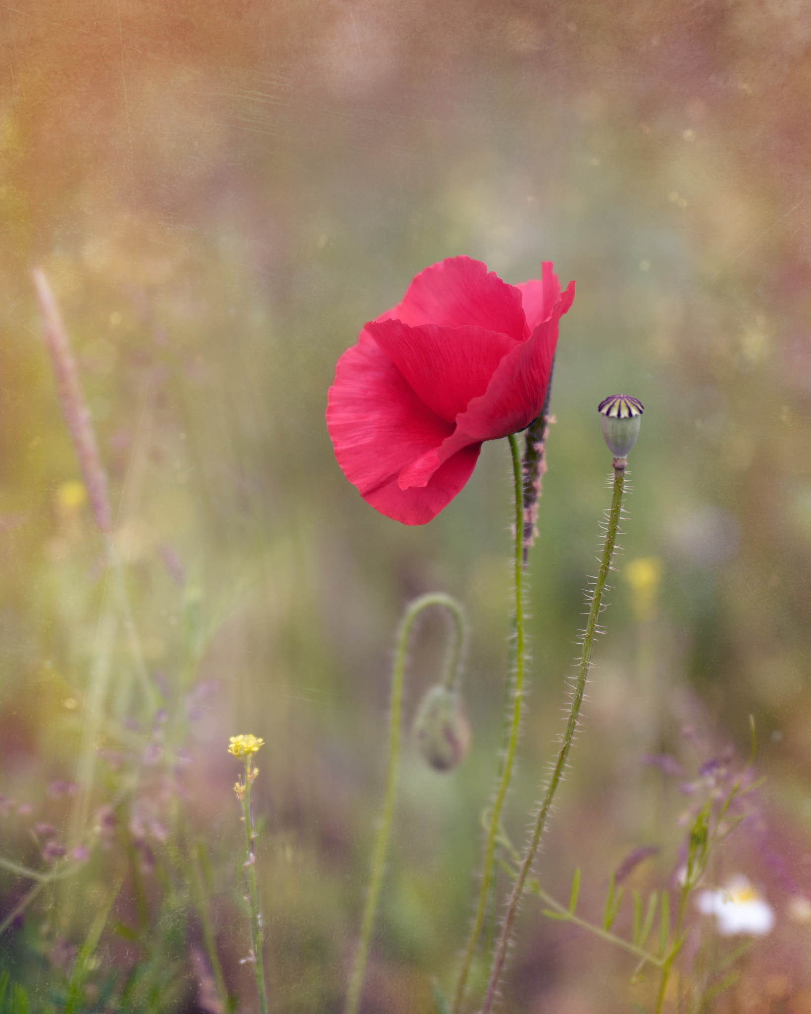Poppy