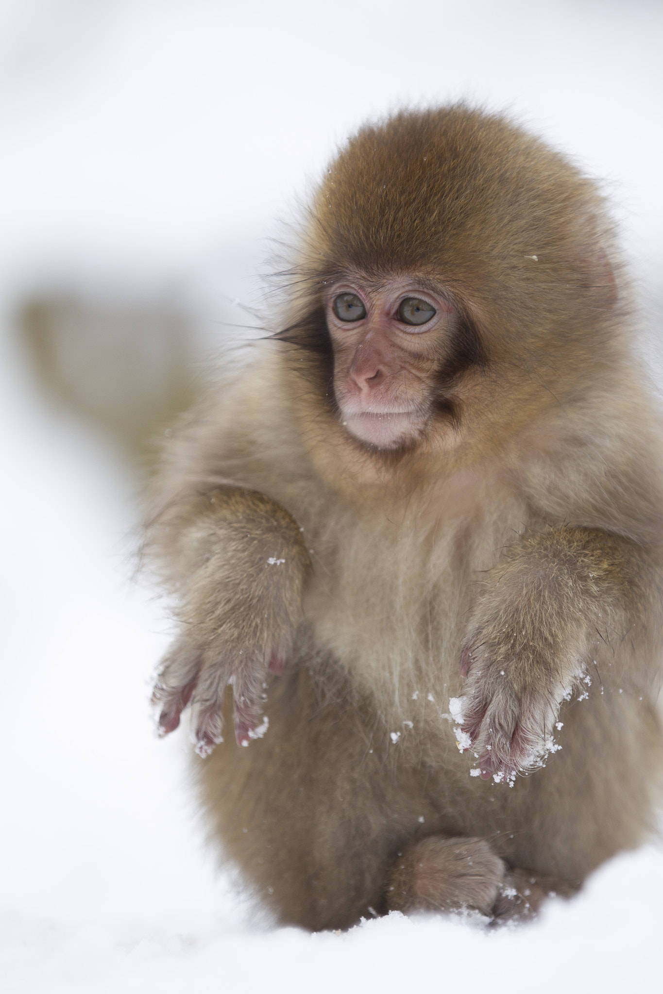 Snow Monkey