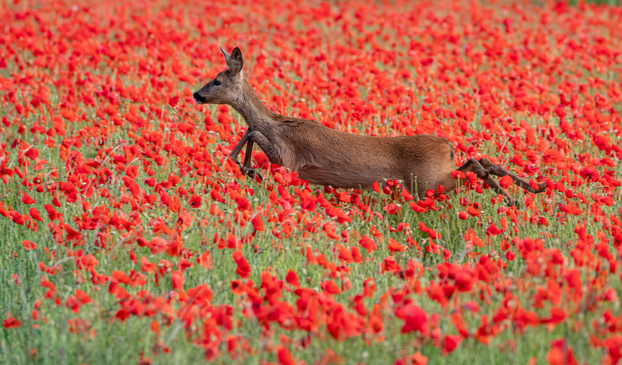 Deer in the poppies by Martin Cook on 500px.com