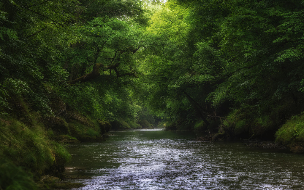 Erlaufschlucht (2) by Rudi Moerkl on 500px.com