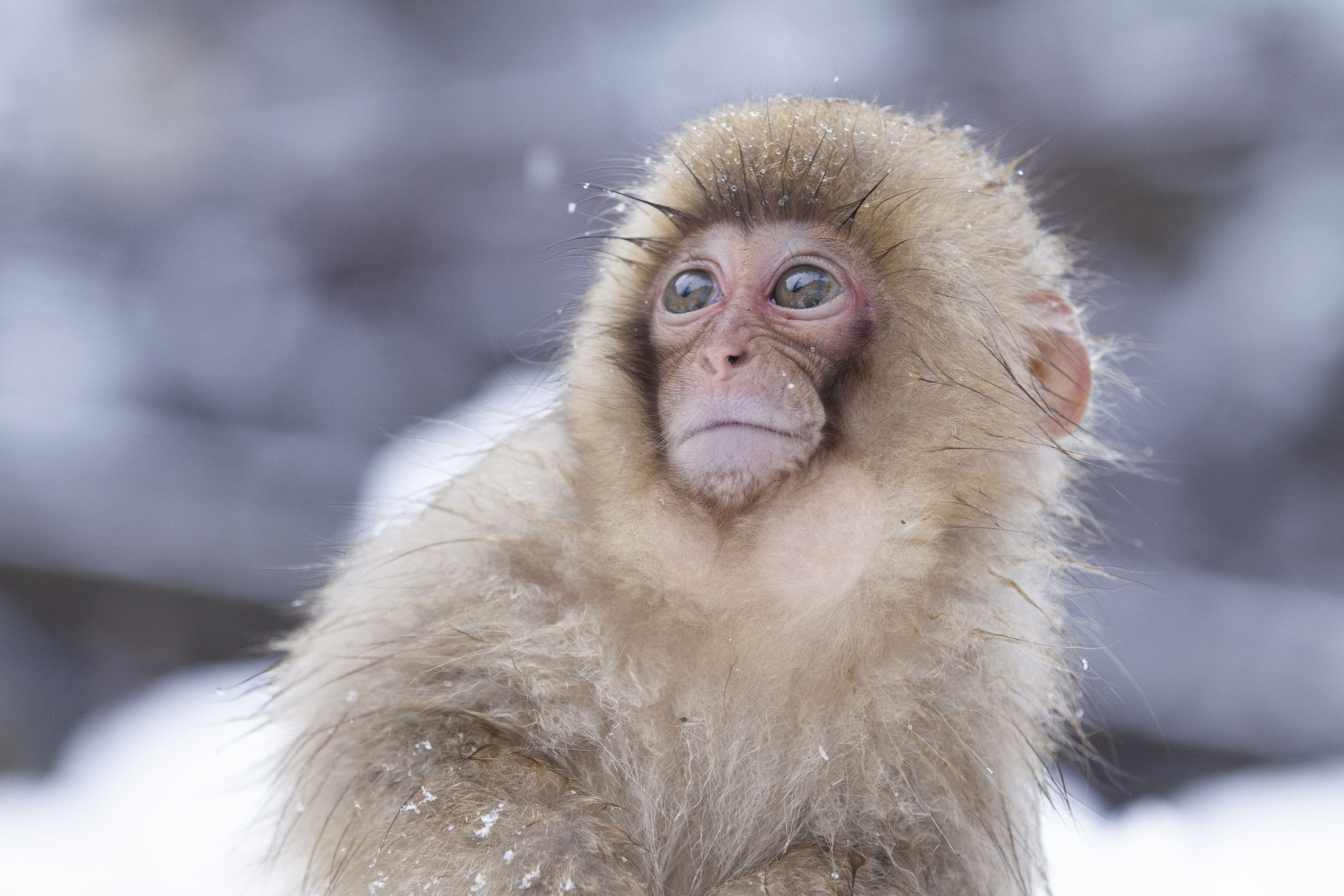 Snow Monkey