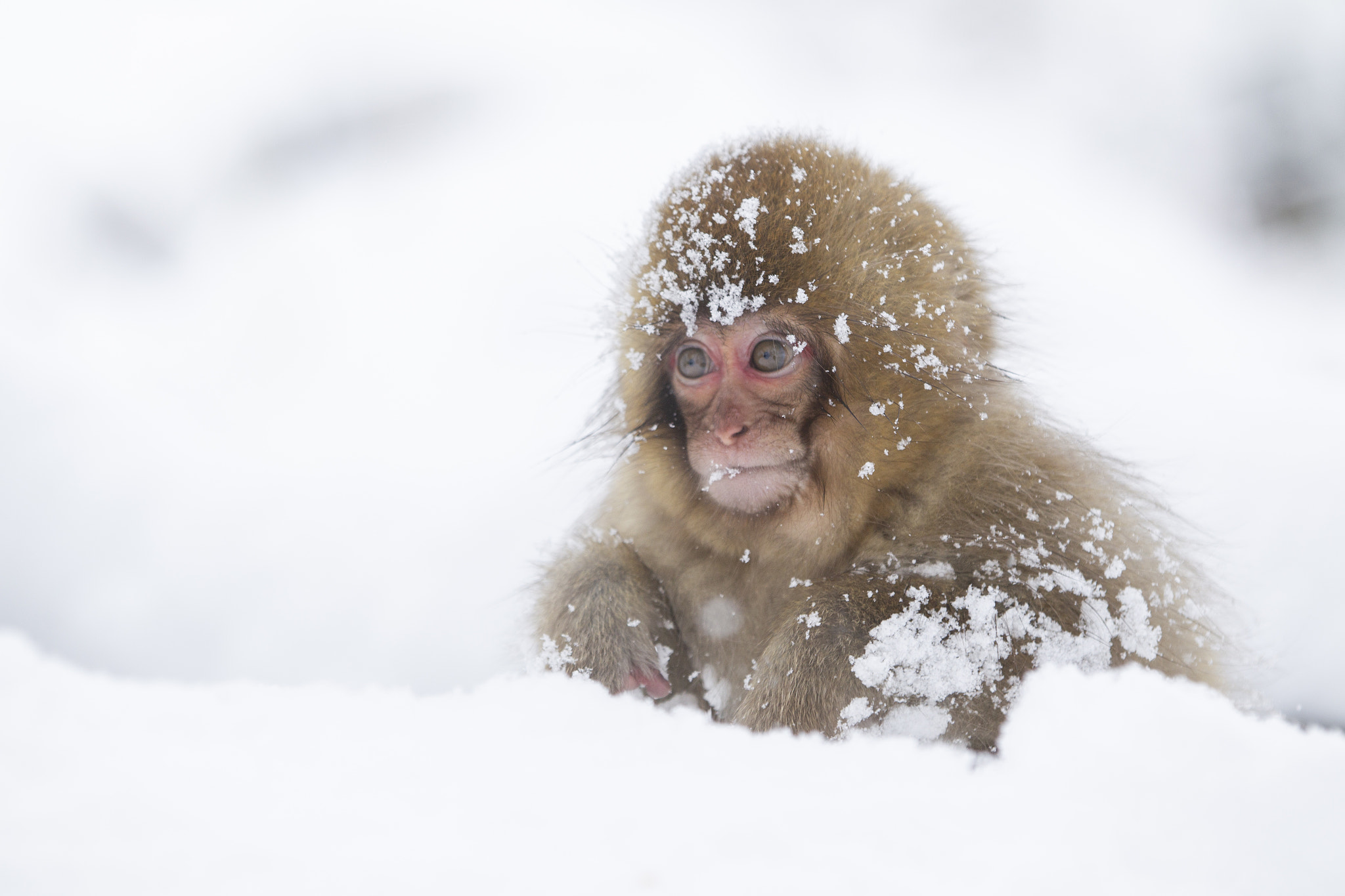 Snow Monkey