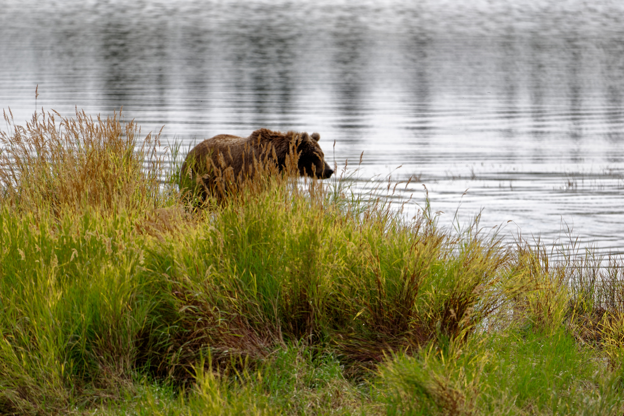 Profile of a Brown Bear in Katmai National Park & Preserve