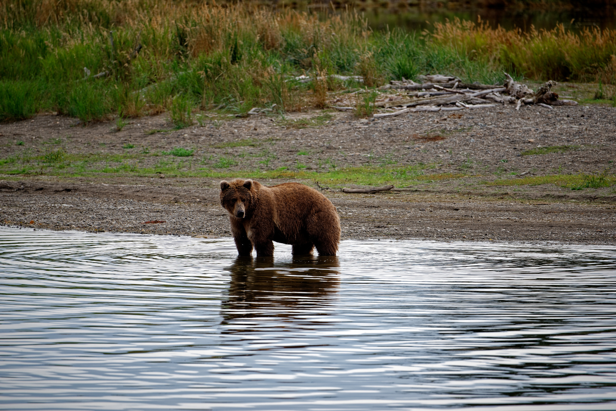 Along the Shores of the Brooks River