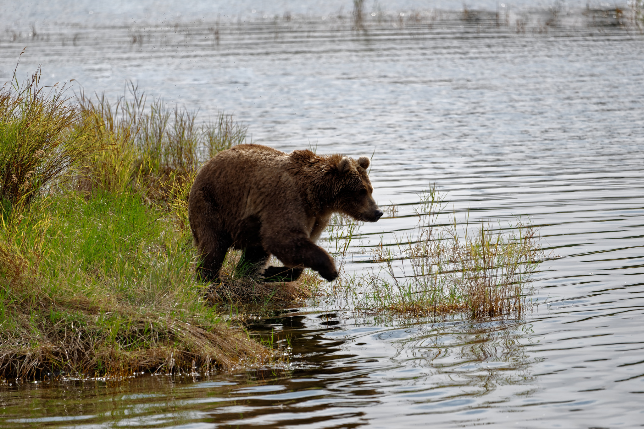 Jumping into the Brooks River in the Search for Salmon