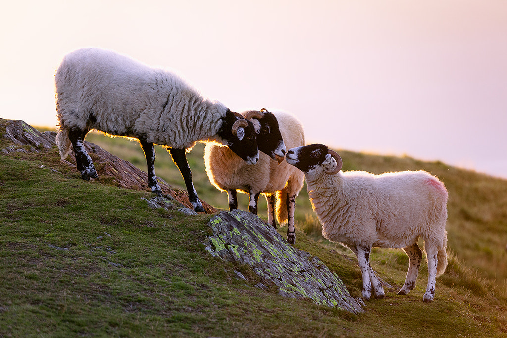 Sunrise Sheep, Keswick, Lake District, England by Joe Daniel Price on 500px.com