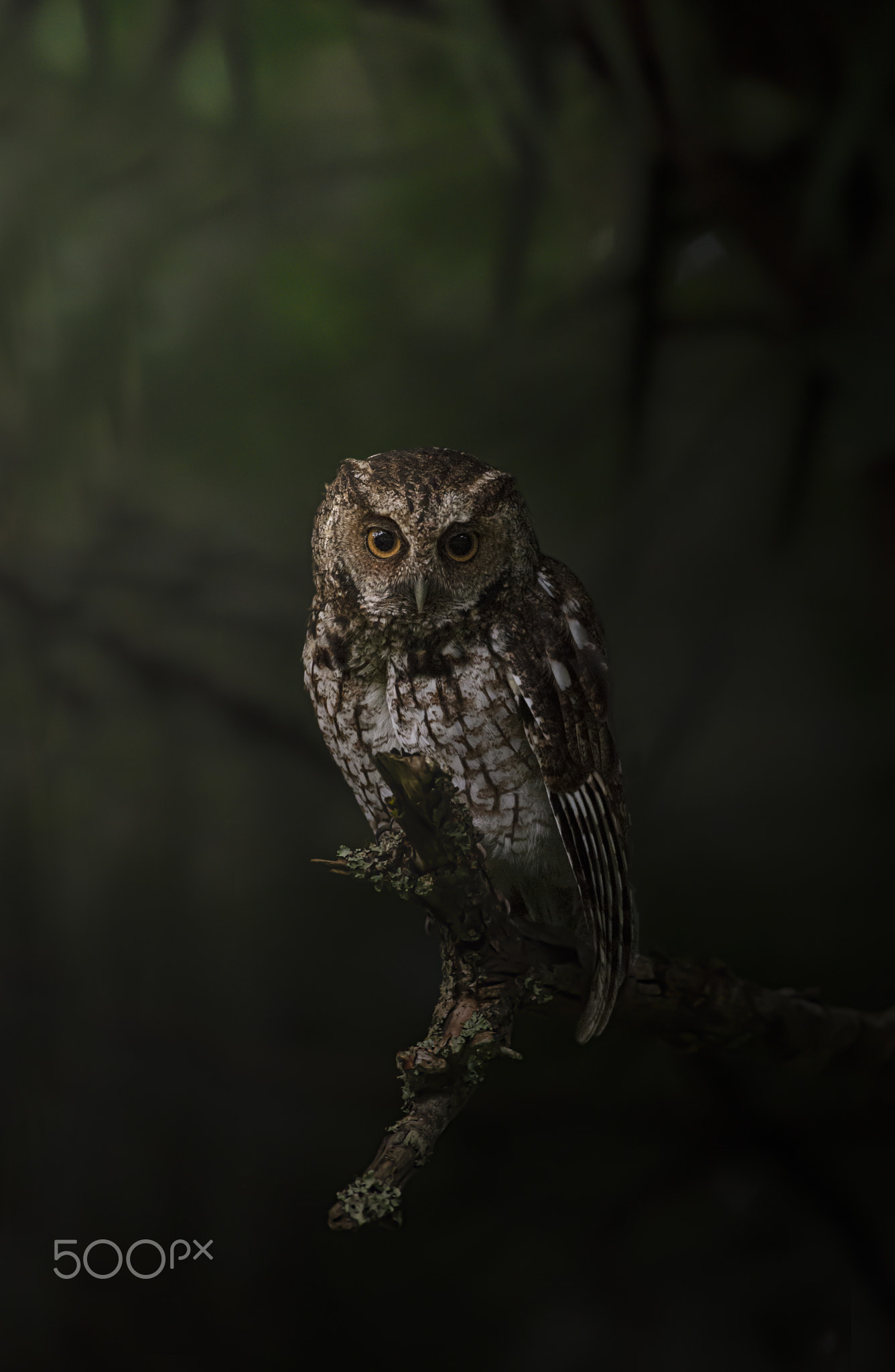 Long-tufted Screech-Owl