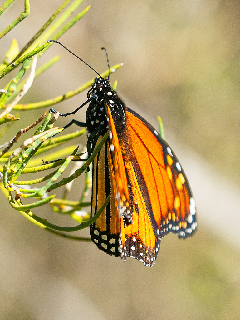 Bickley Brook by Paul Amyes on 500px.com