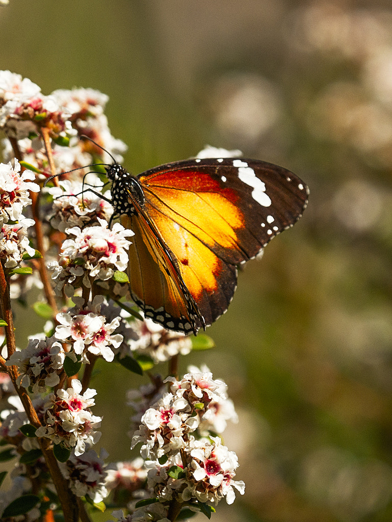 Bickley Brook by Paul Amyes on 500px.com
