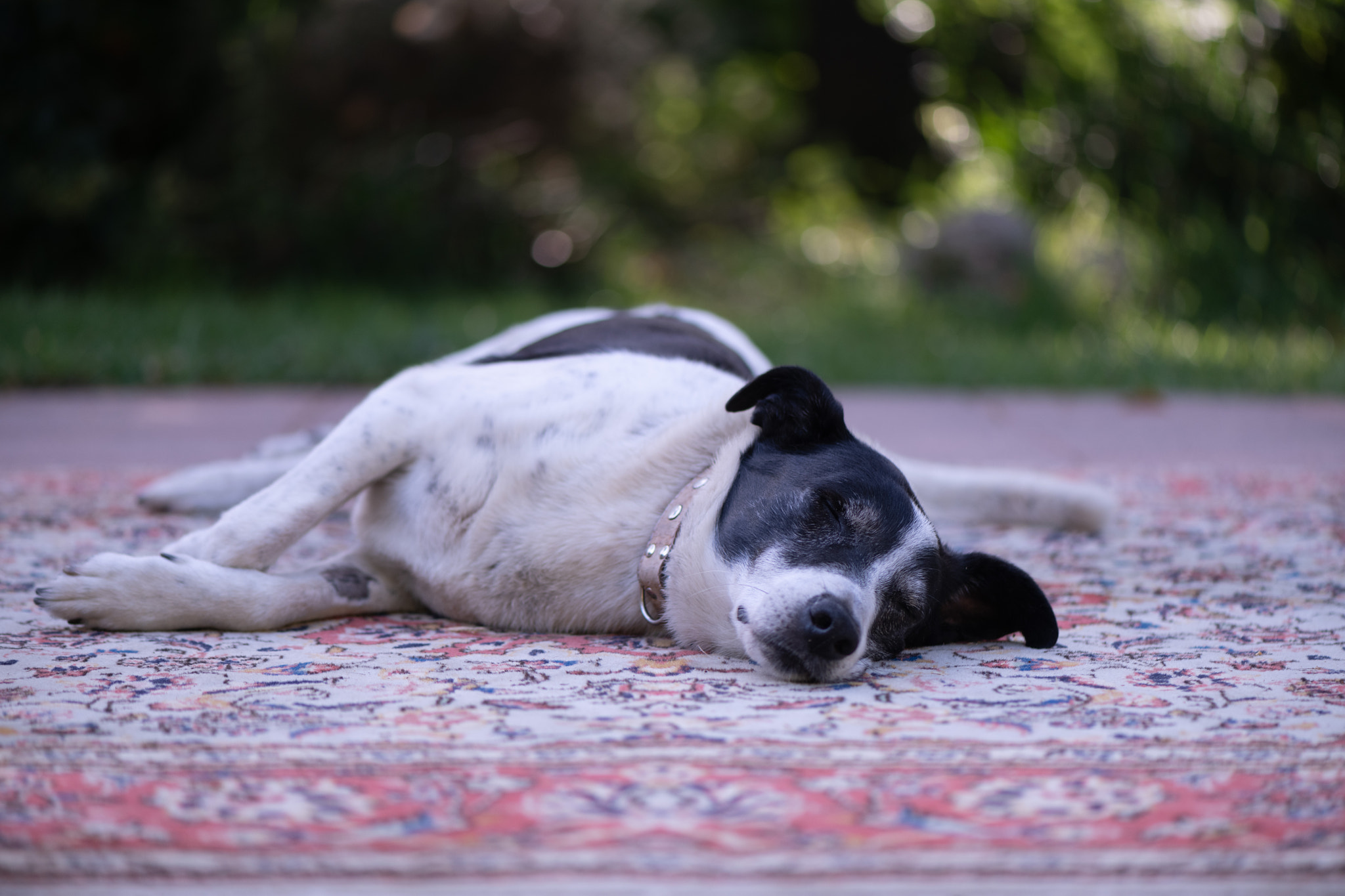 _DSC9238 Old dog sleeping on a rug in the garden