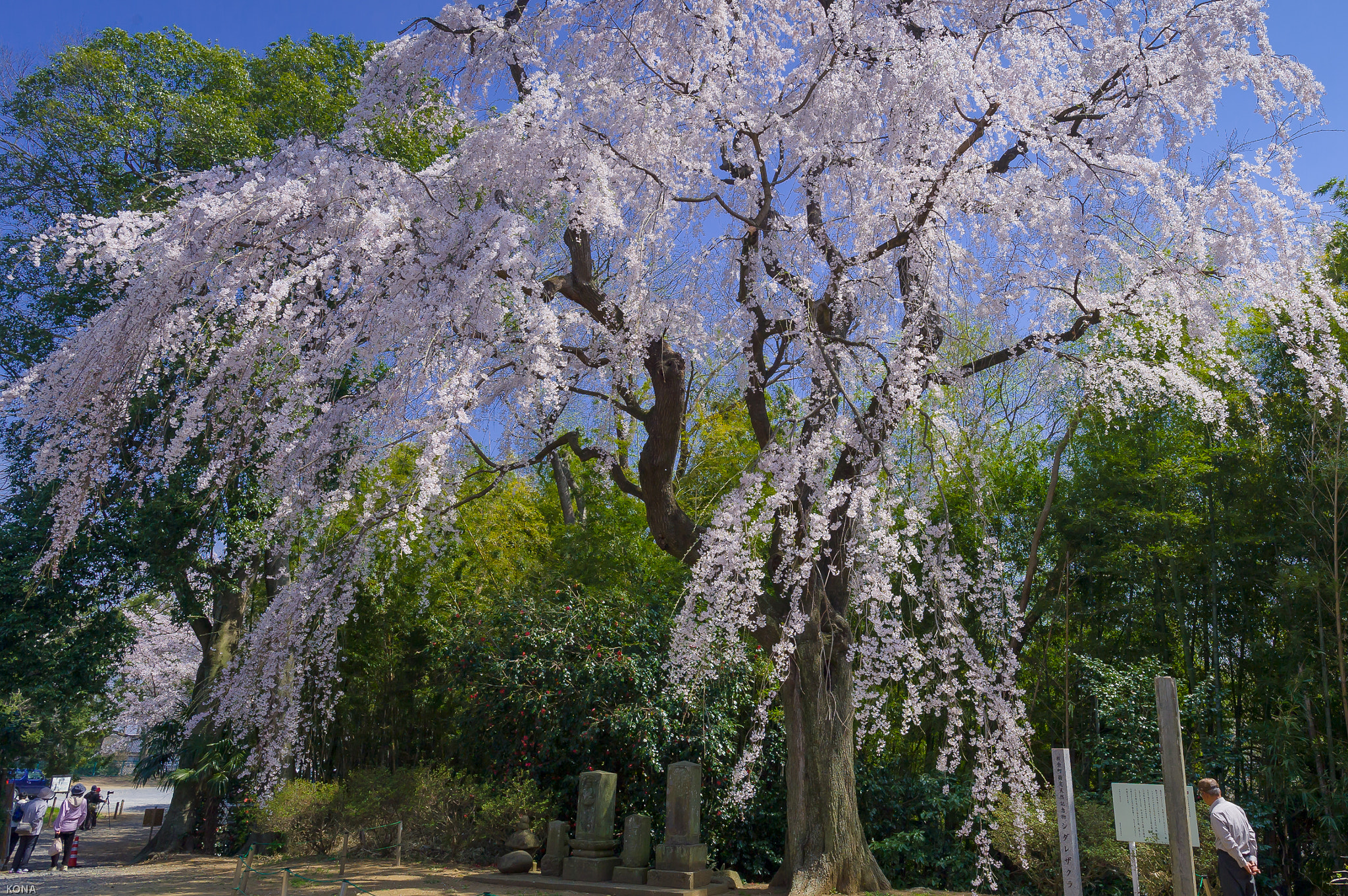 Nikon AF-S Nikkor 17-35mm F2.8D ED-IF sample photo. Sakura photography