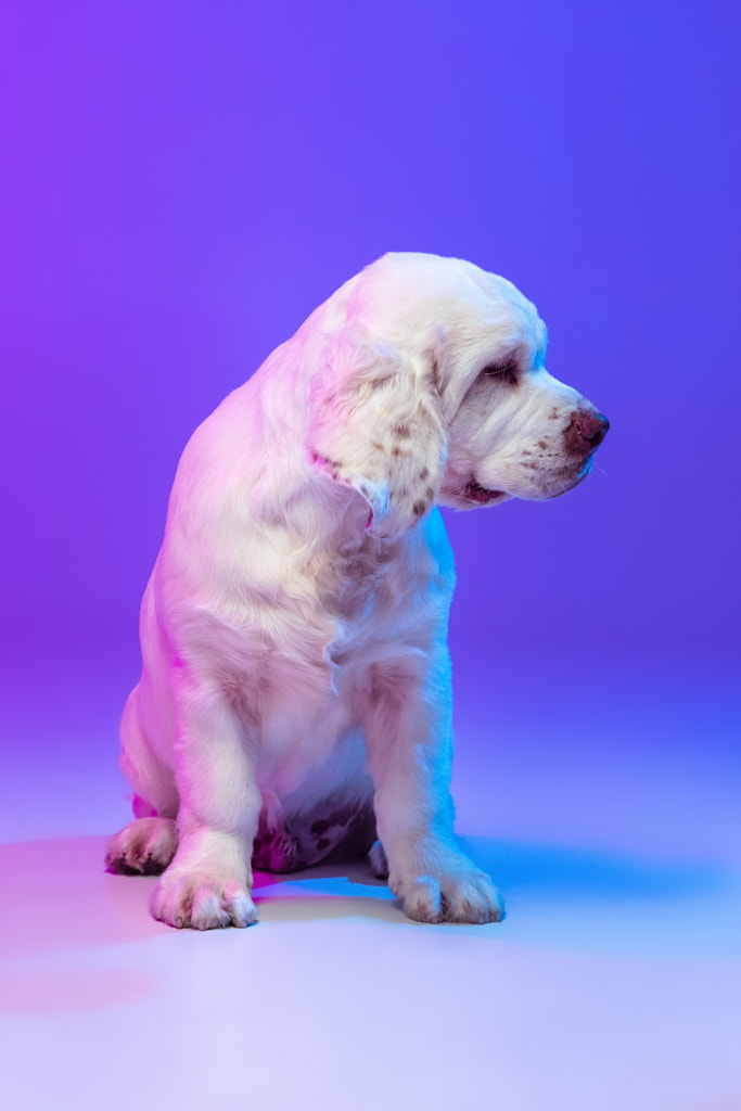 Beautiful calm big dog white Clumber posing isolated over gradient by Volodymyr Melnyk on 500px.com