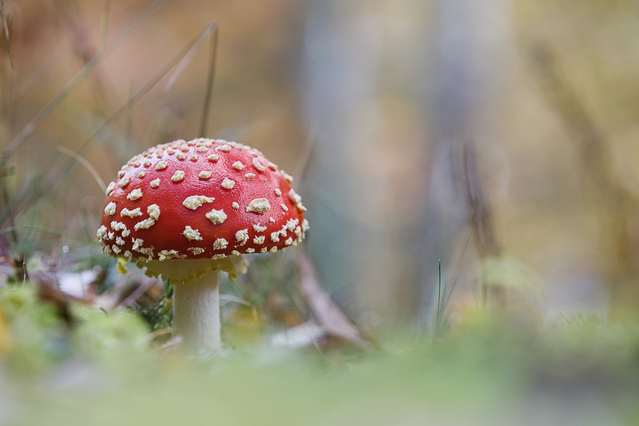 Fliegenpilz im Herbst / Fly agarry in autumn