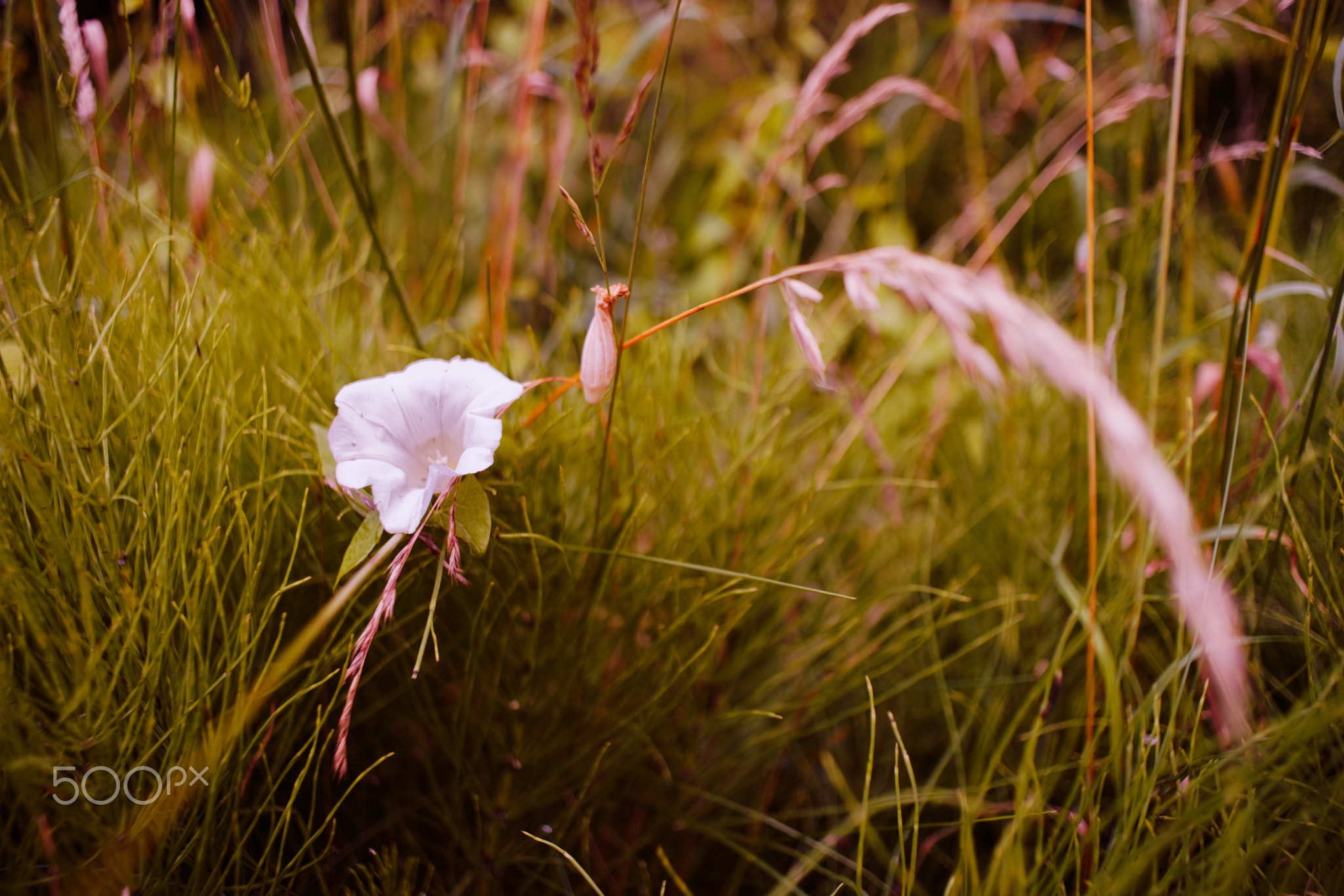 Lonely beauty in the meadow
