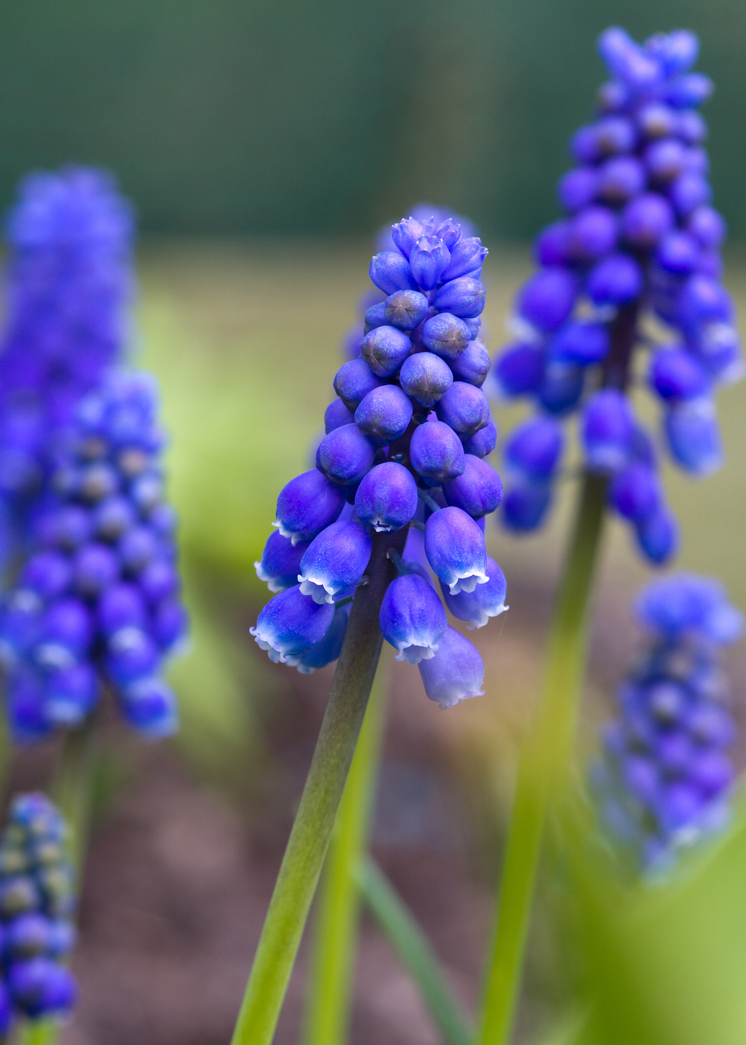 Grape Hyacinth