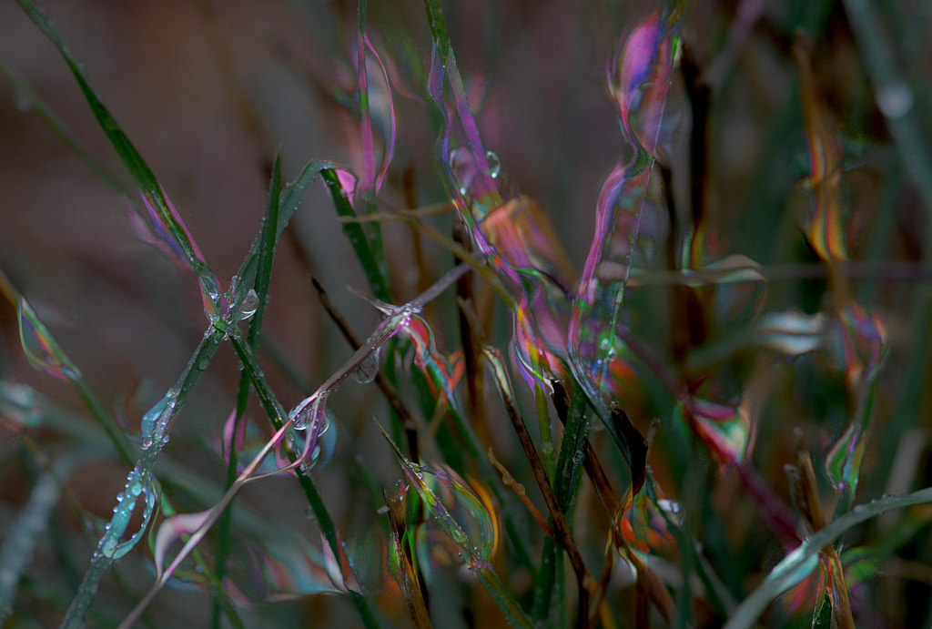 Field grass  by Ricard Pardo [noxeus] on 500px.com