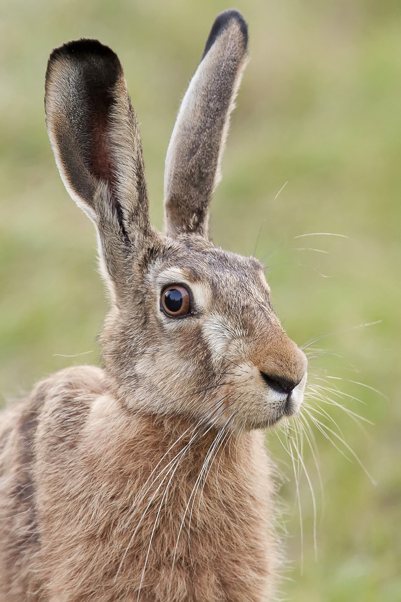 Hare in the wild, a portrait