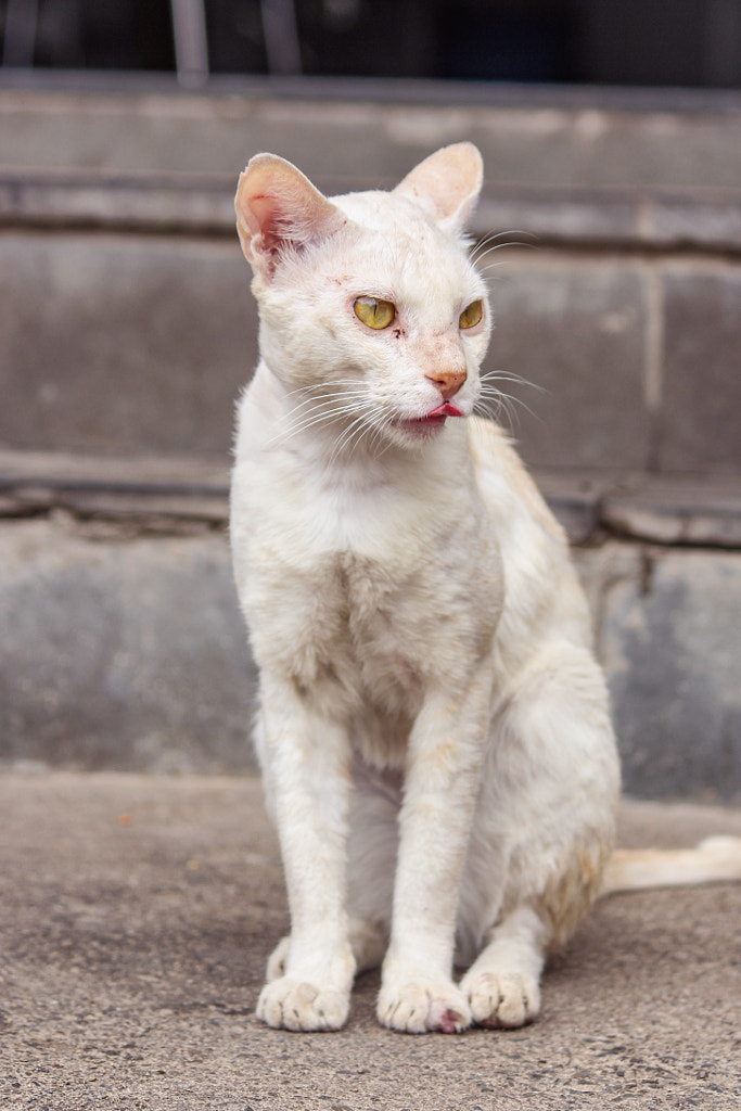 white cat by naga sumanth on 500px.com