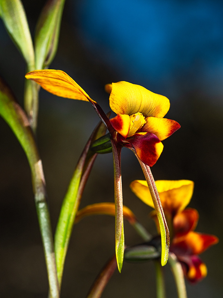 Arrowsmith Pansy Orchid by Paul Amyes on 500px.com