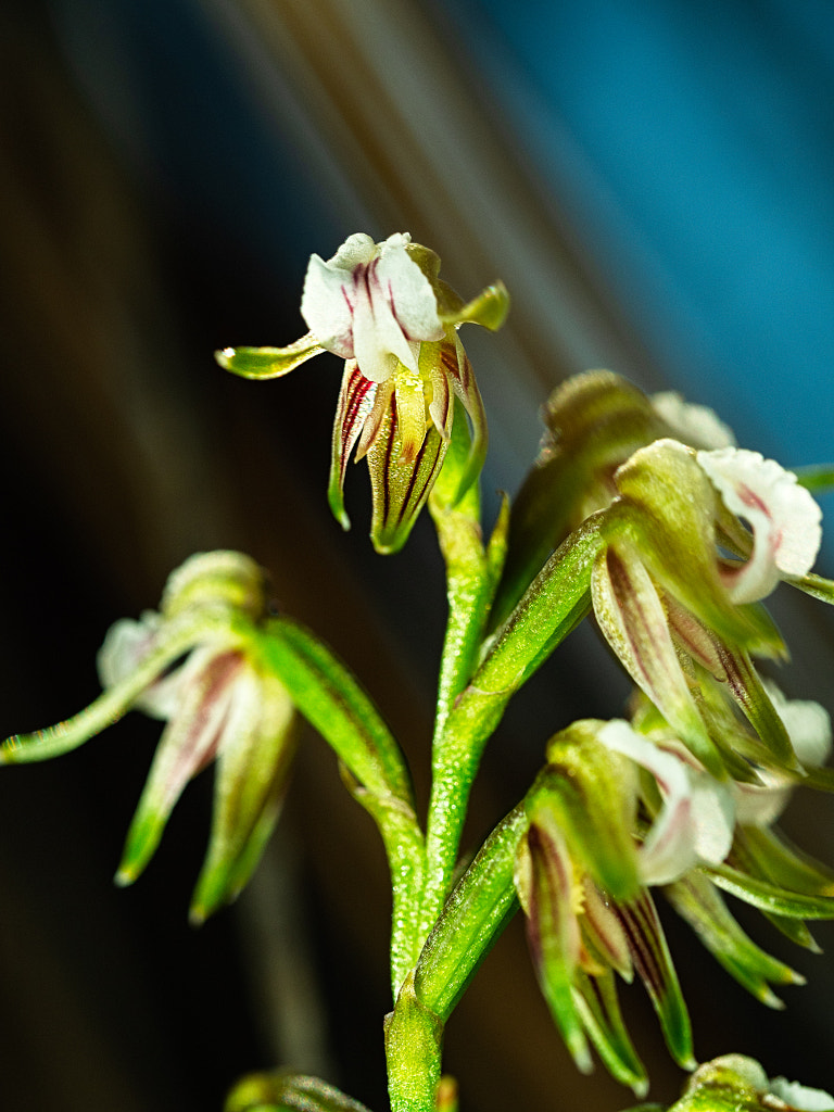 Autumn Leek Orchid, by Paul Amyes on 500px.com