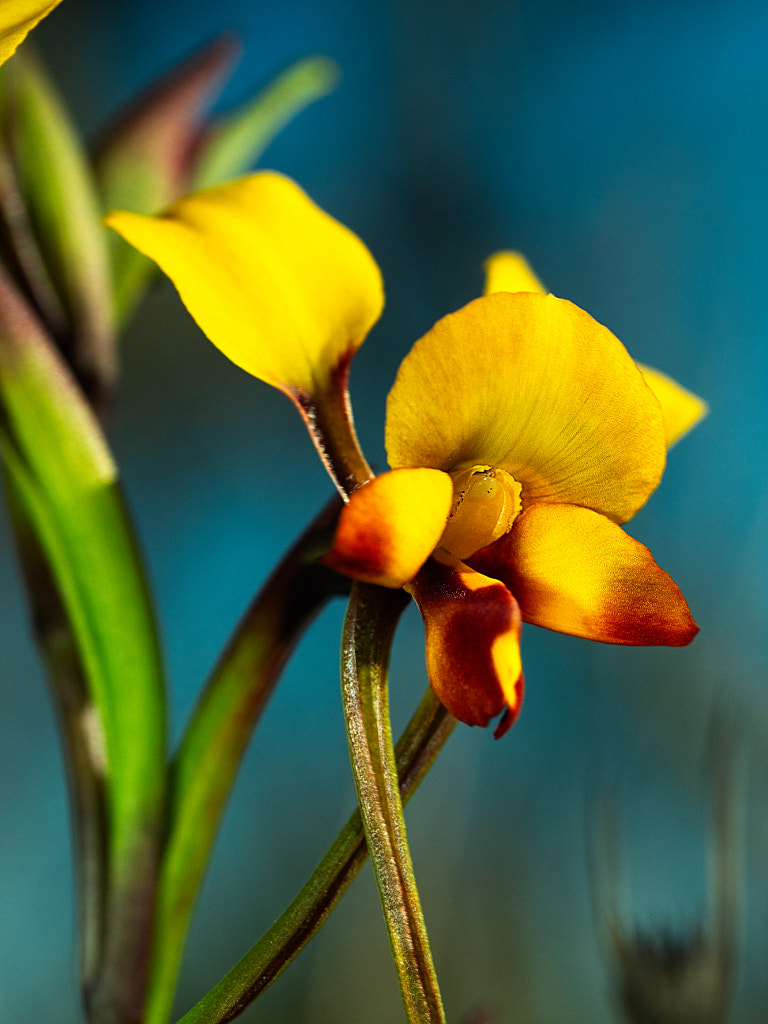 Winter Donkey Orchid by Paul Amyes on 500px.com