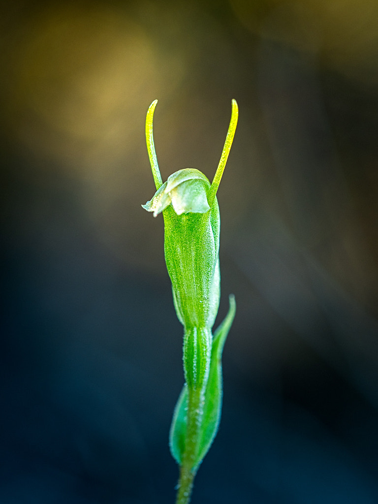 Hairy-stemmed Snail Orchid by Paul Amyes on 500px.com