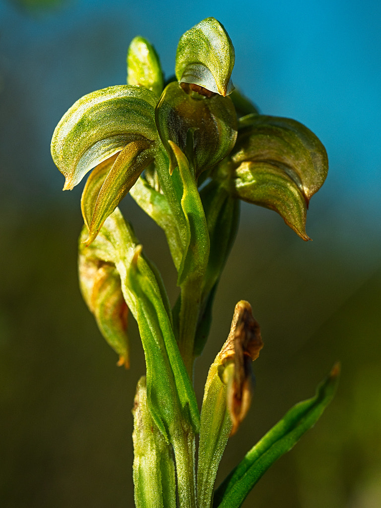 Northern Banded Greenhood by Paul Amyes on 500px.com