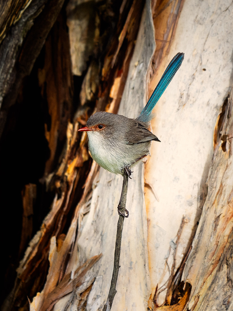 Djorrdjilya by Paul Amyes on 500px.com