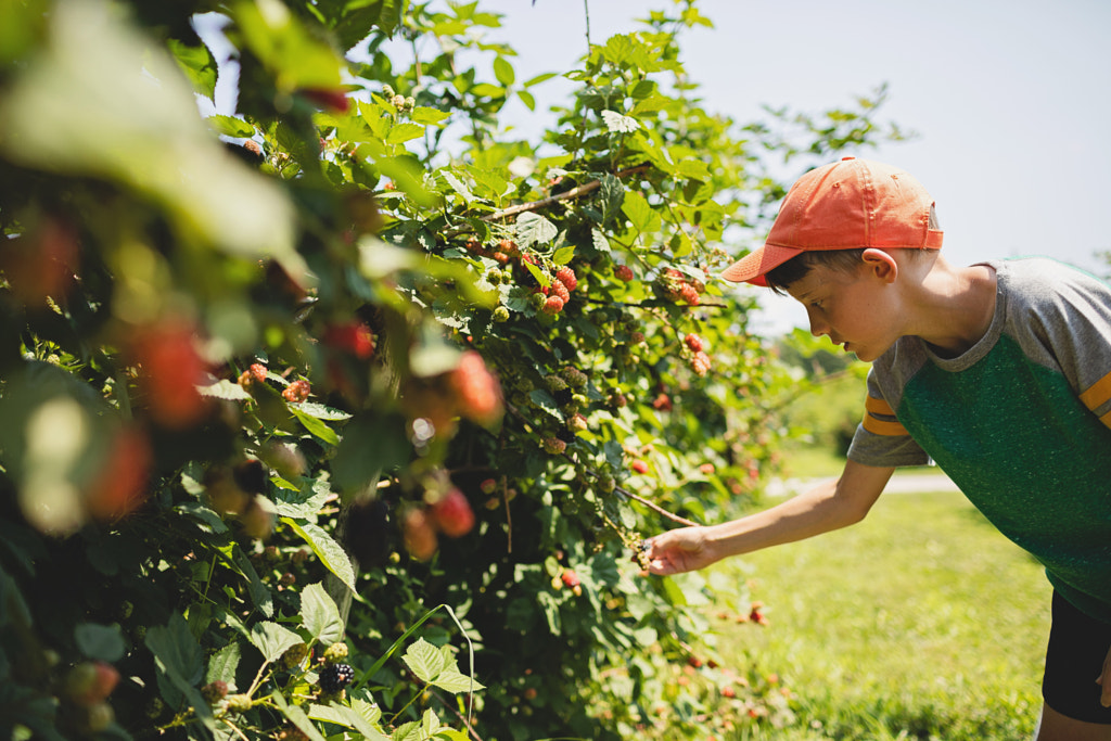 Boy Picking Blackberries on Sunny Day, St Charles, Missouri, USA by Nadia M on 500px.com