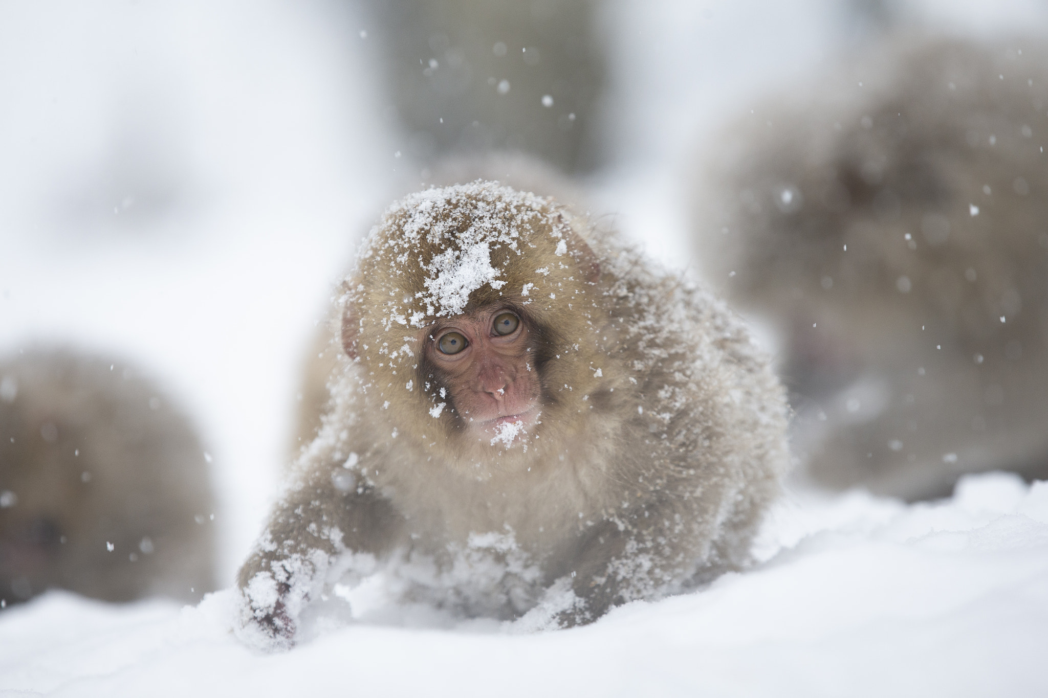 Snow Monkey