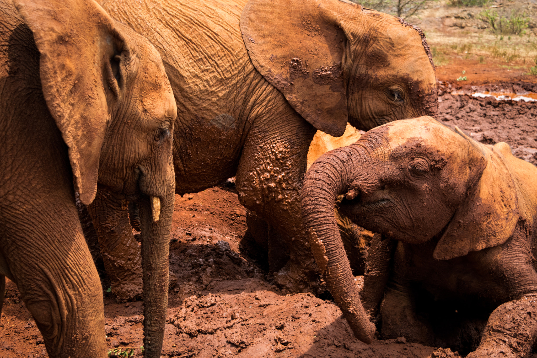 Baby Elephants