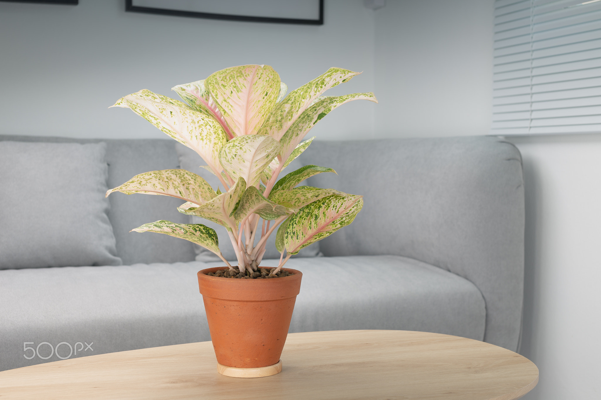 Aglaonema