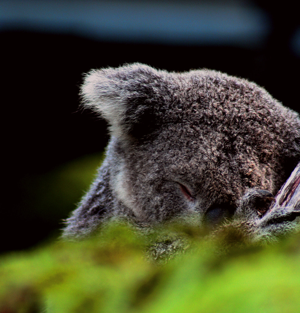 Sleepy Bear by Justin B. on 500px.com